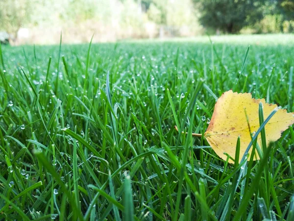 Folhas amarelas de outono na grama verde com orvalho de água, macro closeup . — Fotografia de Stock