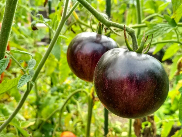 Reife natürliche Tomaten, die in einem Gewächshaus wachsen. Kopierraum — Stockfoto