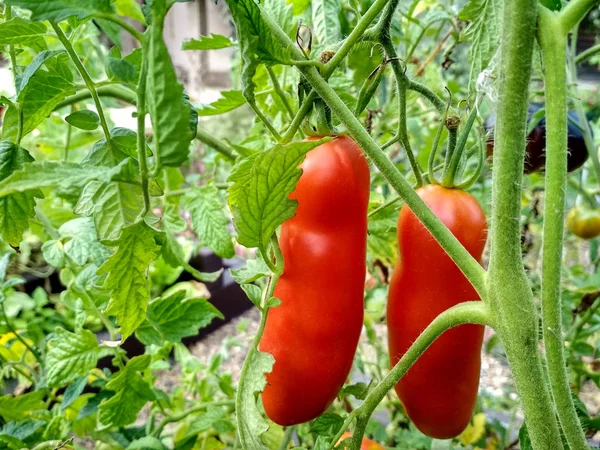 Tomates naturais maduros crescendo em uma estufa. Espaço de cópia — Fotografia de Stock