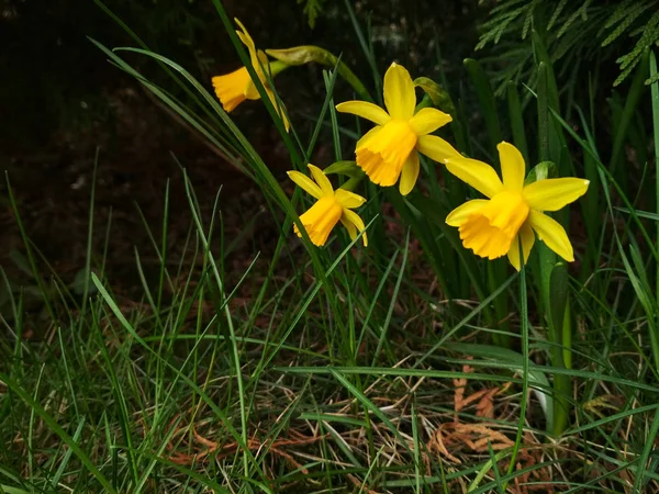 Нарцисс весной. Цветущие нарциссы, Нарцисс, в саду. Луг заполнен желтыми нарциссами, облучаемыми вечерним солнцем. Весенние лампочки . — стоковое фото