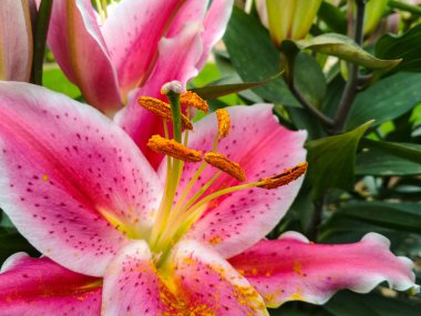 Güzel pembe zambak çiçeği yakın çekim