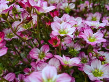 Birçok küçük pembe çiçekler saxifraga arka plan. Saxifraga pembe küçük çiçekler arka plan. Eflatun çiçekler ya da dağ rock arka planda yetiştirilen küçük saxifrage pembe.