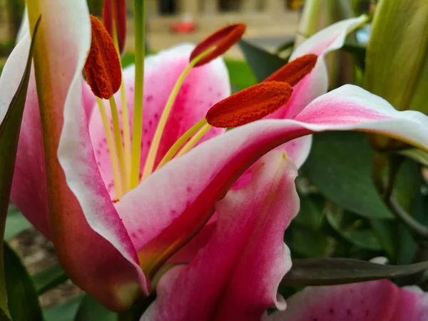 Закрыть красивый розовый лиловый цветок — стоковое фото