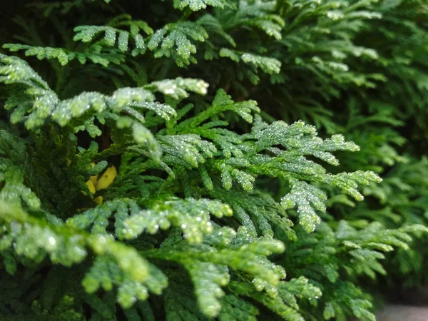 Orvalho em ramos de coníferas. Fundo verde Tuya, árvore conífera. Textura verde Tuya na primavera — Fotografia de Stock