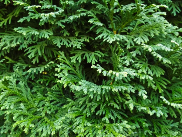 Dew on coniferous branches. Tuya green background, coniferous tree. Green Tuya texturein the spring — Zdjęcie stockowe