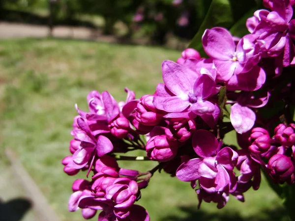 Flowers of lilac lilac on a wet background. Macro. Spring branch of blossoming lilac.