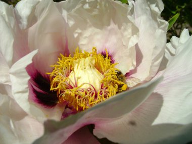 Çiçekli ağaç şakayığı. Yaklaş. Bahçede büyüyen pembe şakayık çiçekleri, çiçekli arka plan. Bahar çiçeği