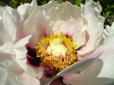 Çiçekli ağaç şakayığı. Yaklaş. Bahçede büyüyen pembe şakayık çiçekleri, çiçekli arka plan. Bahar çiçeği