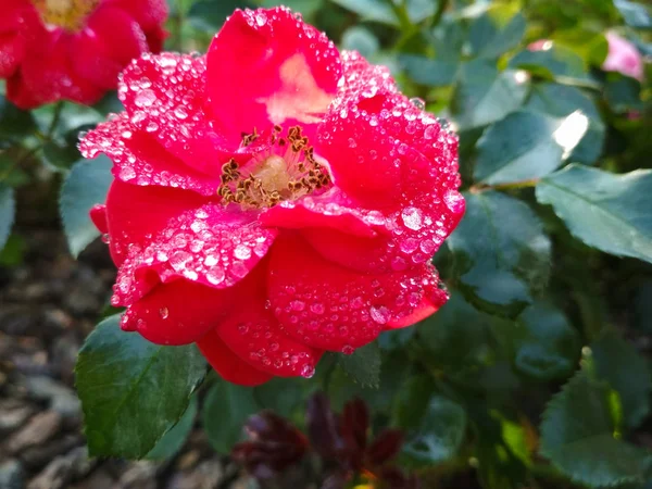 Rote Rose Blume Mit Wassertropfen Auf Grünem Gras Hintergrund Frische — Stockfoto