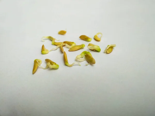 Saatkeimung Sämlinge Gurkenpflanze Auf Weißem Hintergrund Selektive Nahaufnahme Von Grünen — Stockfoto