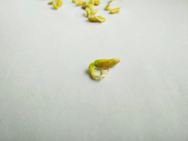 Прорастание Семян Огуречное Растение Белом Фоне Селективный Крупный План Зелёных — стоковое фото