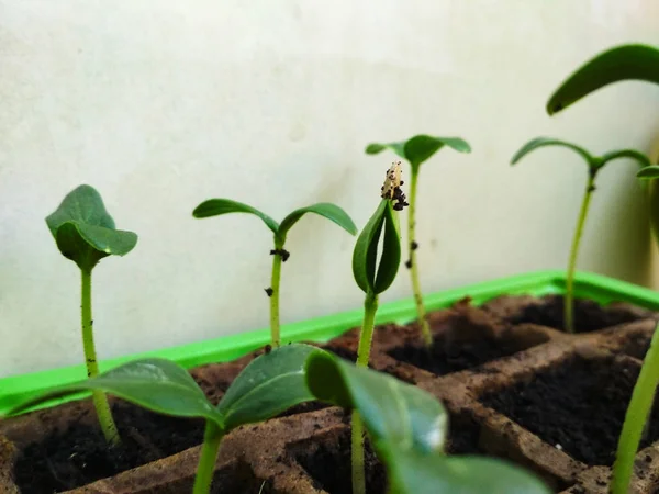 Germinación Semillas Planta Pepino Plántulas Sobre Fondo Blanco Primeros Planos —  Fotos de Stock