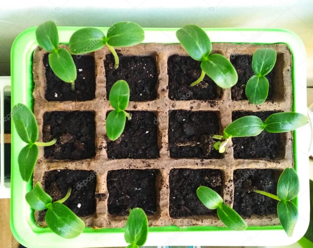 Seed germination, Seedlings cucumber plant, on white background. Selective Close-up of green seedling.