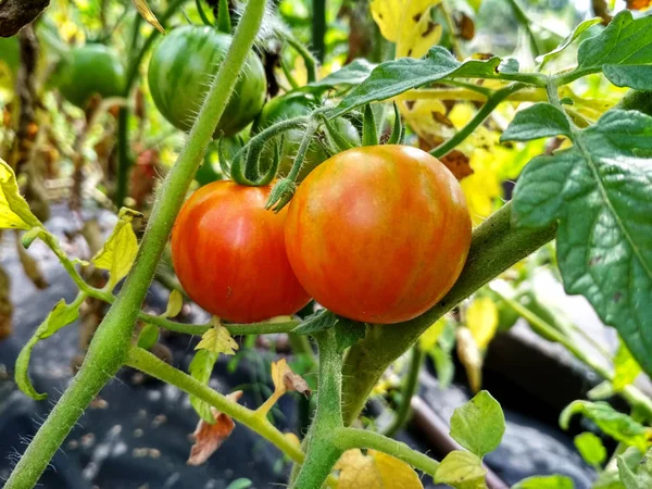 Tomates Naturais Maduros Crescendo Uma Estufa Espaço Cópia — Fotografia de Stock