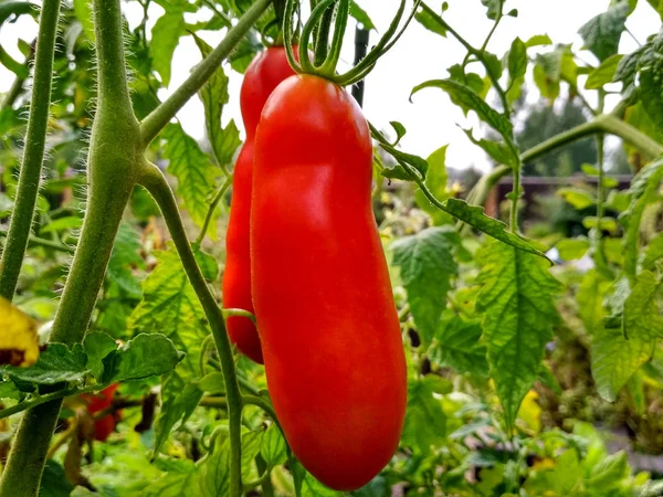 Reife Natürliche Tomaten Die Einem Gewächshaus Wachsen Kopierraum — Stockfoto