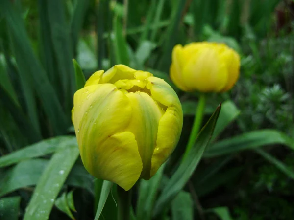 Весенний Цветочный Баннер Желтого Тюльпана Цветочные Тюльпаны Фон Красивый Вид — стоковое фото