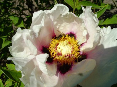 Çiçekli ağaç şakayığı. Yaklaş. Bahçede büyüyen pembe şakayık çiçekleri, çiçekli arka plan. Bahar çiçeğindeki arı.