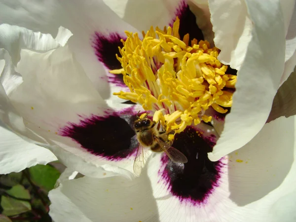 Tree Peony in flower close up. Pink peony flowers growing in the garden, floral background. Bee in the spring flower.