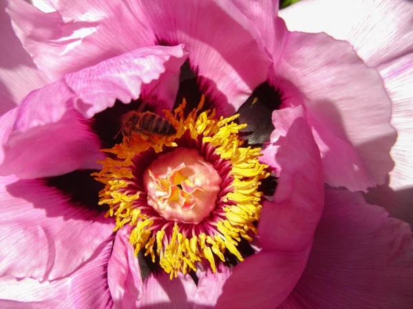 Tree Peony en flor de cerca. Flores de peonía rosa creciendo en el jardín, fondo floral. La abeja en la flor de primavera. —  Fotos de Stock