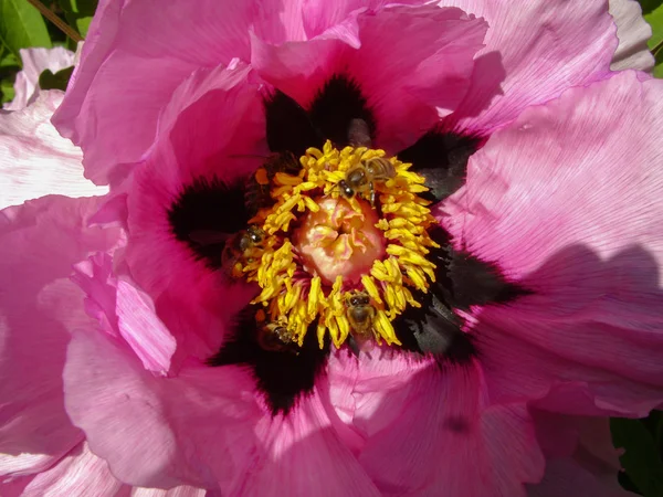 Pivoine d'arbre en fleur de près. Fleurs pivoines roses poussant dans le jardin, fond floral. Abeille dans la fleur de printemps. — Photo