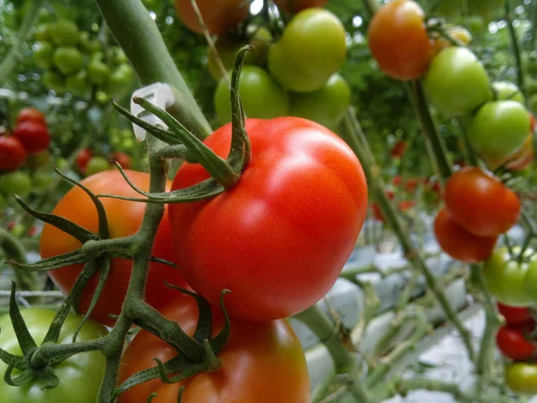 Rijpe Natuurlijke Tomaten Kweken Een Kas Kopiëren Van Ruimte — Stockfoto