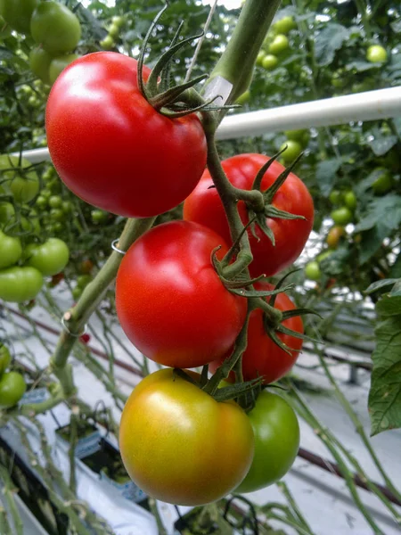 Tomates Naturais Maduros Crescendo Uma Estufa Espaço Cópia — Fotografia de Stock