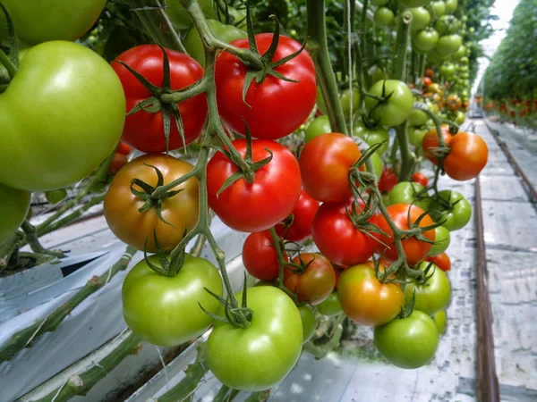 토마토는 온실에서 — 스톡 사진