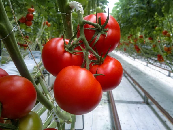 Bir serada büyüyen Olgun doğal domates. Kopya alanı.