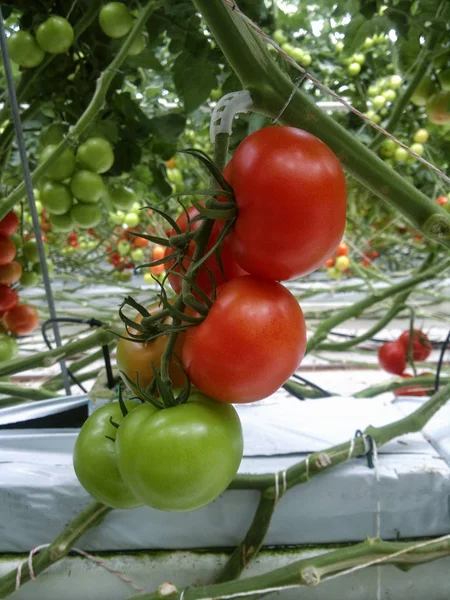 Reife Natürliche Tomaten Die Einem Gewächshaus Wachsen Kopierraum — Stockfoto