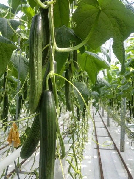 Komkommer boerderij broeikasgassen. De groei en bloei van broeikasgassen komkommers. Groeiende biologisch voedsel. Komkommers oogst. Komkommer boerderij binnen de moderne kas — Stockfoto