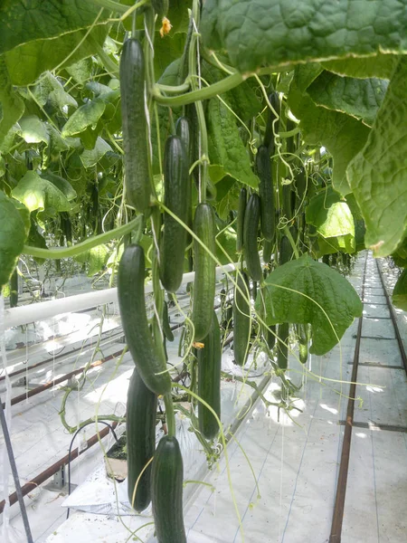 Komkommer boerderij broeikasgassen. De groei en bloei van broeikasgassen komkommers. Groeiende biologisch voedsel. Komkommers oogst. Komkommer boerderij binnen de moderne kas — Stockfoto