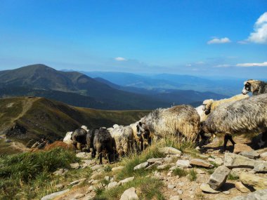 Dağlarda koyun sürüsü. Karpatların yeri, Ukrayna