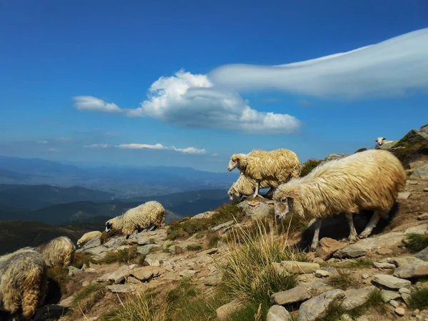 Gregge Pecore Montagna Ubicazione Dei Carpazi Ucraina — Foto Stock