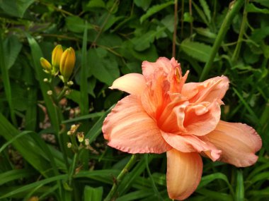 Parlak lily, coğrafyada yeşil bahçesinde çiçek açmış. Çeşitli gün lily bud yakın çekim
