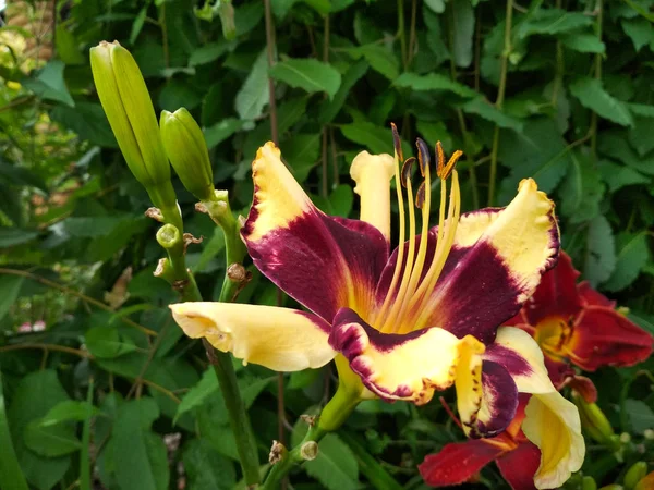 Lírio Brilhante Florescendo Hemerocallis Jardim Verde Variety Dia Lírio Botão — Fotografia de Stock