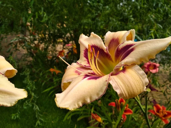 Parlak lily, coğrafyada yeşil bahçesinde çiçek açmış. Çeşitli gün lily bud yakın çekim