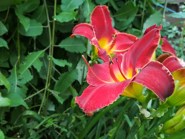 Lírio Brilhante Florescendo Hemerocallis Jardim Verde Variety Dia Lírio Botão — Fotografia de Stock