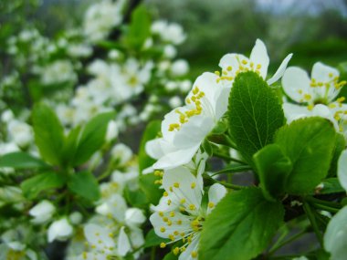 Arka plan doğa ve bahar zamanı. Doğanın güzel çiçekli bahar arka plan. Çiçekli makro Erik dalı.