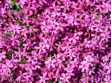 Phlox subulata, moss phlox veya dağ phlox arka plan çiçekler. Mor çiçekler arka plan, en iyi görünüm için. Sürünen phlox