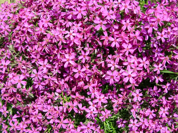 Phlox subulata, moss phlox veya dağ phlox arka plan çiçekler. Mor çiçekler arka plan, en iyi görünüm için. Sürünen phlox