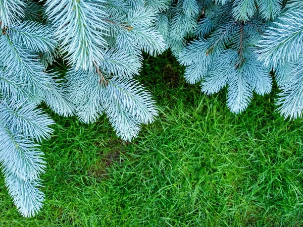 Ágai kék fenyő fa. Kék lucfenyő (Picea pungens). Szelektív fókusz. Karácsonyi háttér gyönyörű fenyőfa. Lemezterület másolása. — Stock Fotó