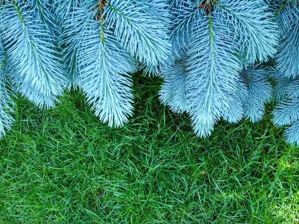 Větve jedlové modři. Smrk modrý, Picea pungens. Selektivní zaměření. Vánoční zázemí s nádhernou jedle. Kopírovat místo. — Stock fotografie