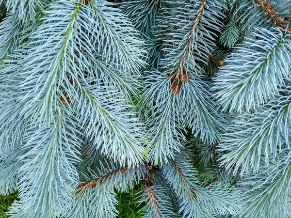 Branches of blue fir tree. Blue spruce, Picea pungens. Selective focus. Christmas Background with beautiful fir tree. Copy space.