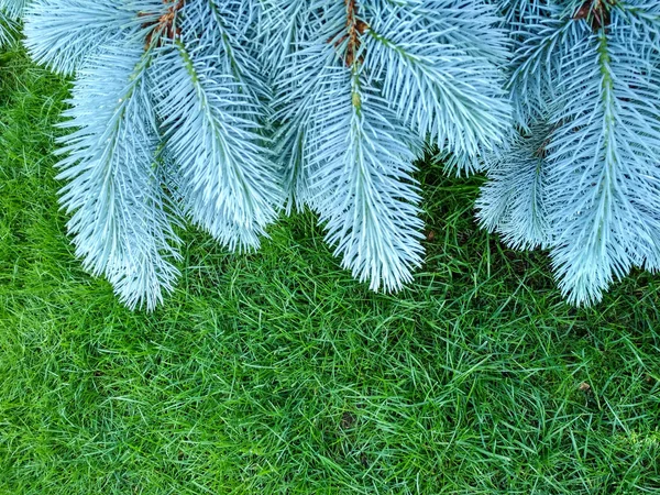 Ramos de abeto azul. Abeto azul, picea pungens. Foco seletivo. Fundo de Natal com belo abeto. Espaço de cópia . — Fotografia de Stock