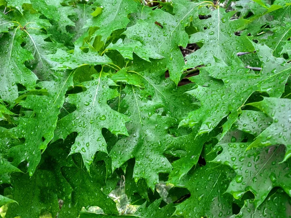 Tau auf jungen Blättern Eiche. grünes Blatt der Eiche quercus rubra, bedeckt von Wassertropfen aus Tau. — Stockfoto