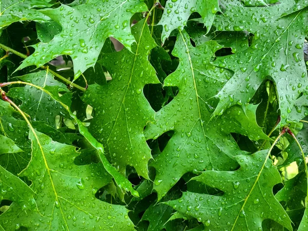 Tau auf jungen Blättern Eiche. grünes Blatt der Eiche quercus rubra, bedeckt von Wassertropfen aus Tau. — Stockfoto