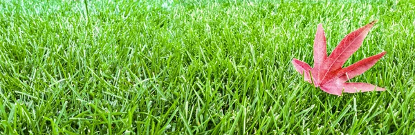 Autumn red leaf on green grass, macro closeup — Stock Photo, Image