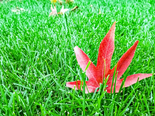 Autumn red leaf on green grass, macro closeup — Stock Photo, Image