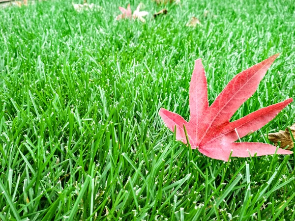 Hoja roja otoñal sobre hierba verde, macro primer plano —  Fotos de Stock