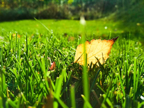 Fallen autumn leaves on gras close up — Stock Photo, Image